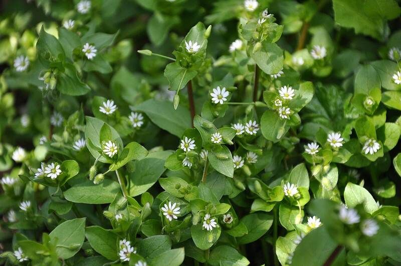 Chickweed.jpeg