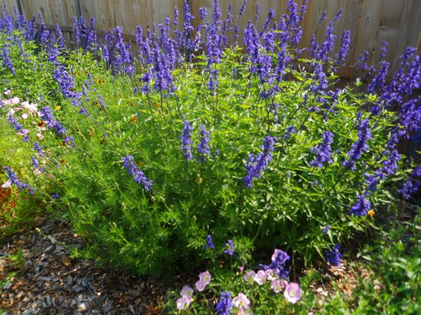 HenryDuelbergsalvia.jpg
