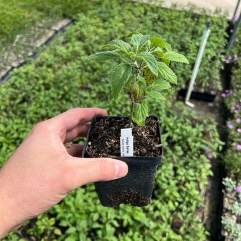 Salvia Indigo Spires 4inch.jpg
