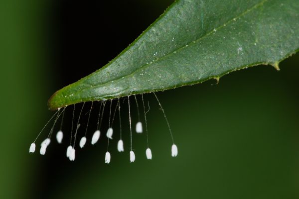 Lacewing eggs.jpeg