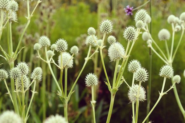 Rattlesnake Master 2.jpeg