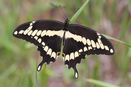 Swallowtail.jpg