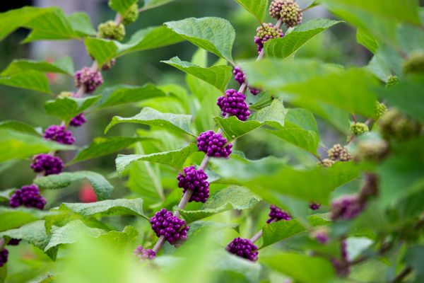 American Beautyberry.jpeg