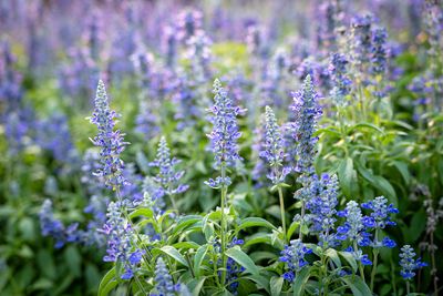 Mealyblue Sage 1.jpeg