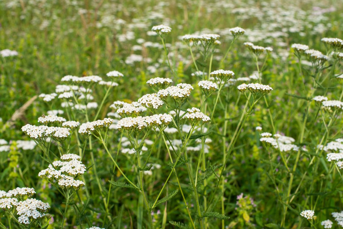 White Yarrow 1.jpeg