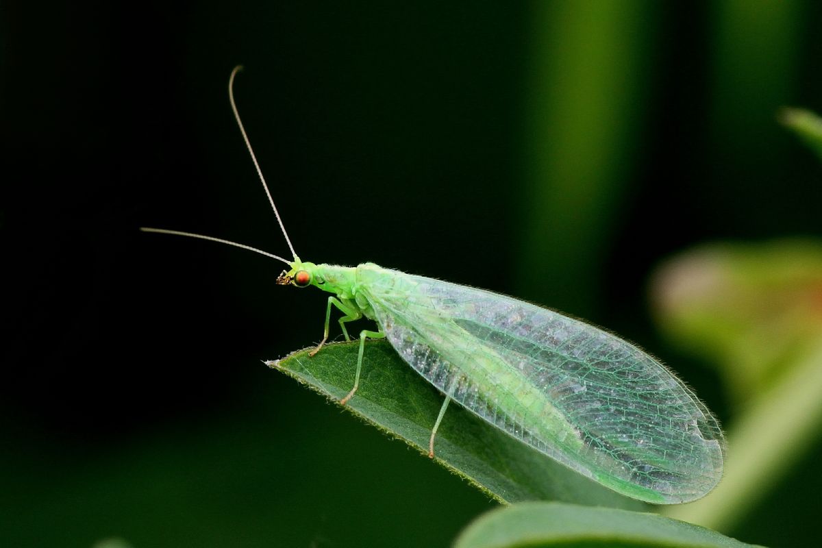 Lacewing.jpeg