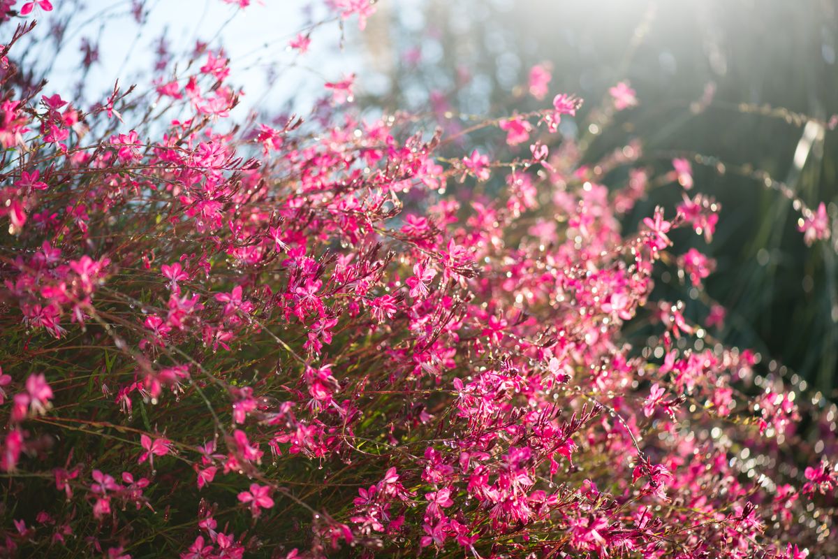 Pink Gaura 2.jpeg