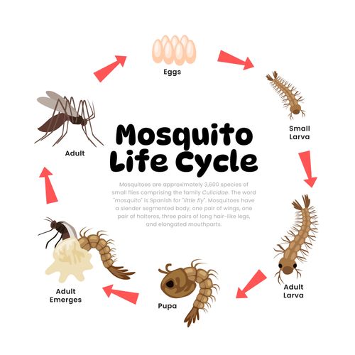Mosquito Lifecycle.jpeg