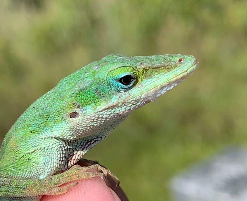 Green Anole.jpg
