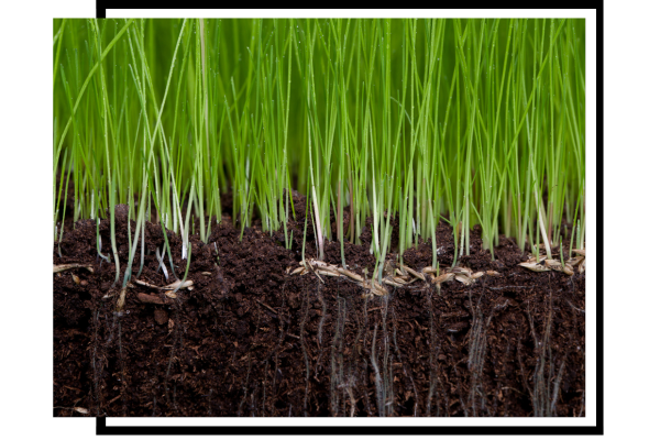 fresh grass with root system in dirt