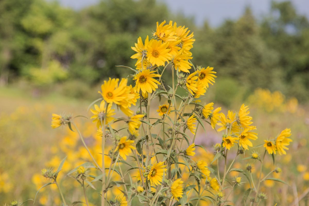 Maximilian Sunflower 2.jpeg