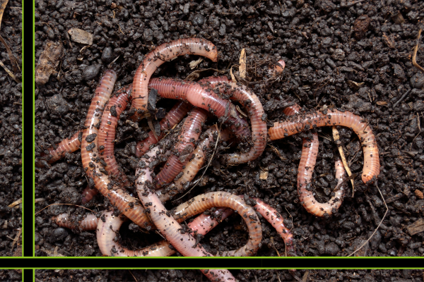 Liquid Compost - 1 (2).png
