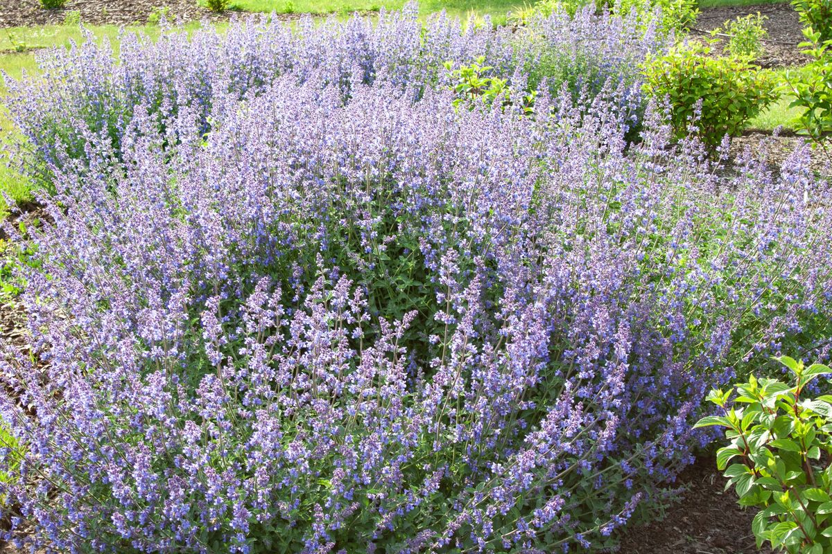 Walker Low Catmint 1.jpeg