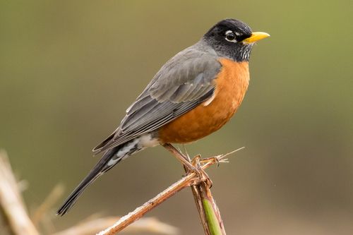 American Robin.jpg