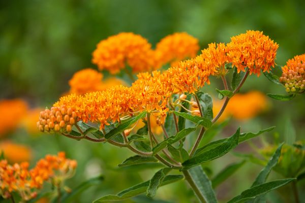 Butterflyweed.jpeg