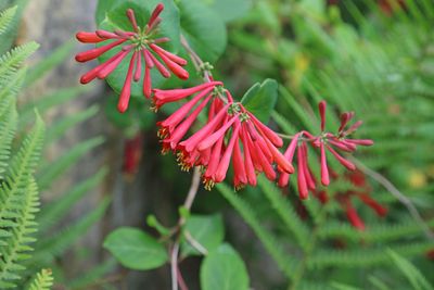 Coral Honeysuckle.jpeg