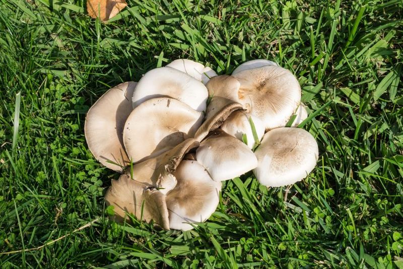 cluster-of-mushrooms-growing-on-a-meadow-after-the-2022-02-04-03-01-35-utc-2-scaled-4647ab14.jpeg