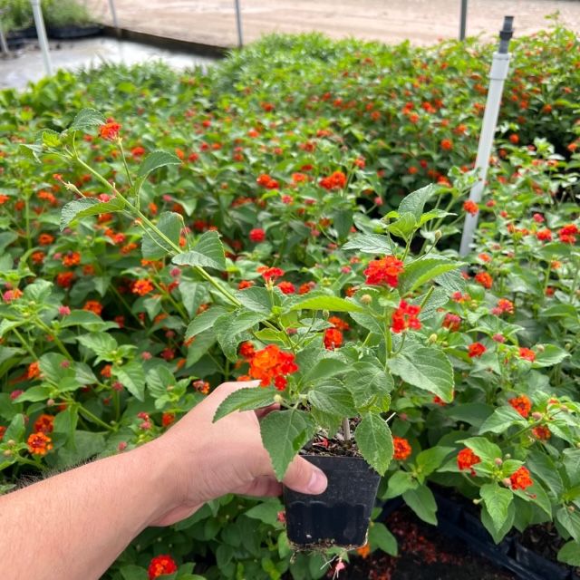Lantana Dallas Red 4inch.jpg