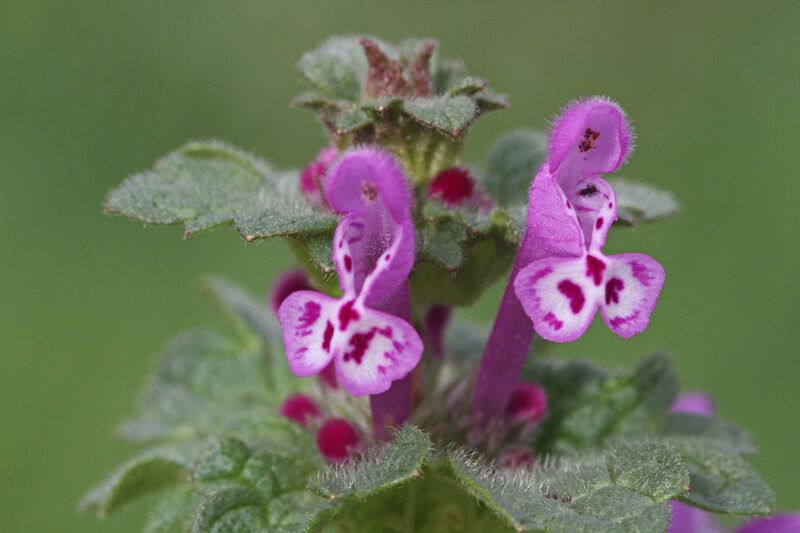 Henbit.jpg