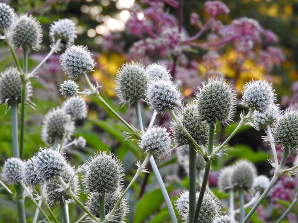 Rattlesnake Master.jpeg