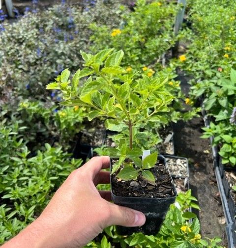 Lantana New Gold 4inch.jpg