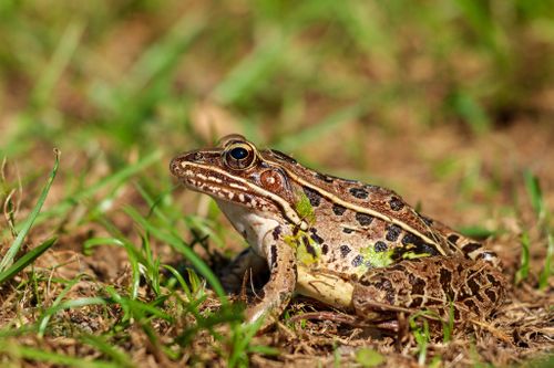 Frog.jpg
