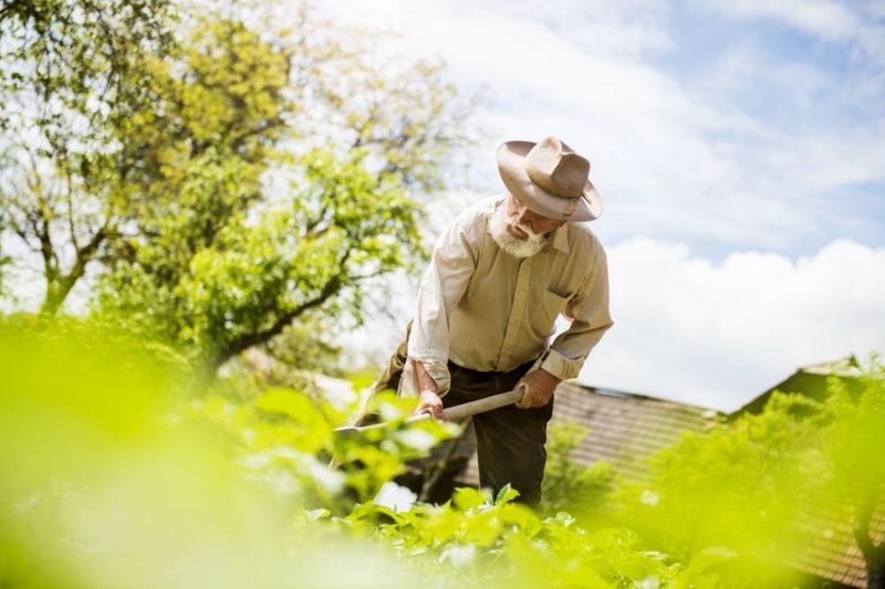 organic-weed-control-services-babb61bb.jpeg