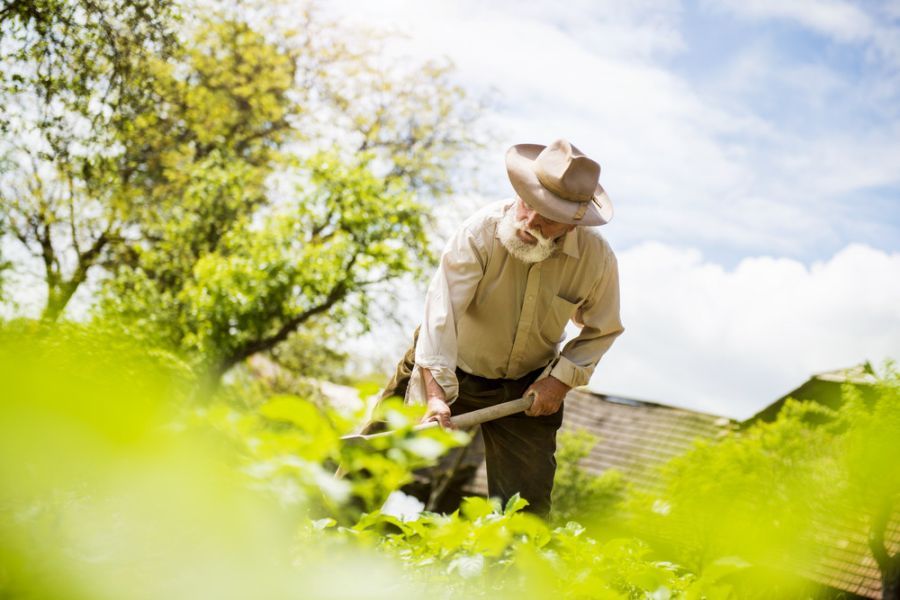 organic-weed-control-services-babb61bb.jpeg