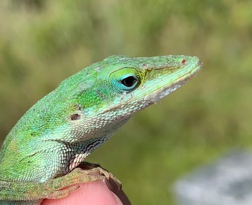 Green Anole.jpg