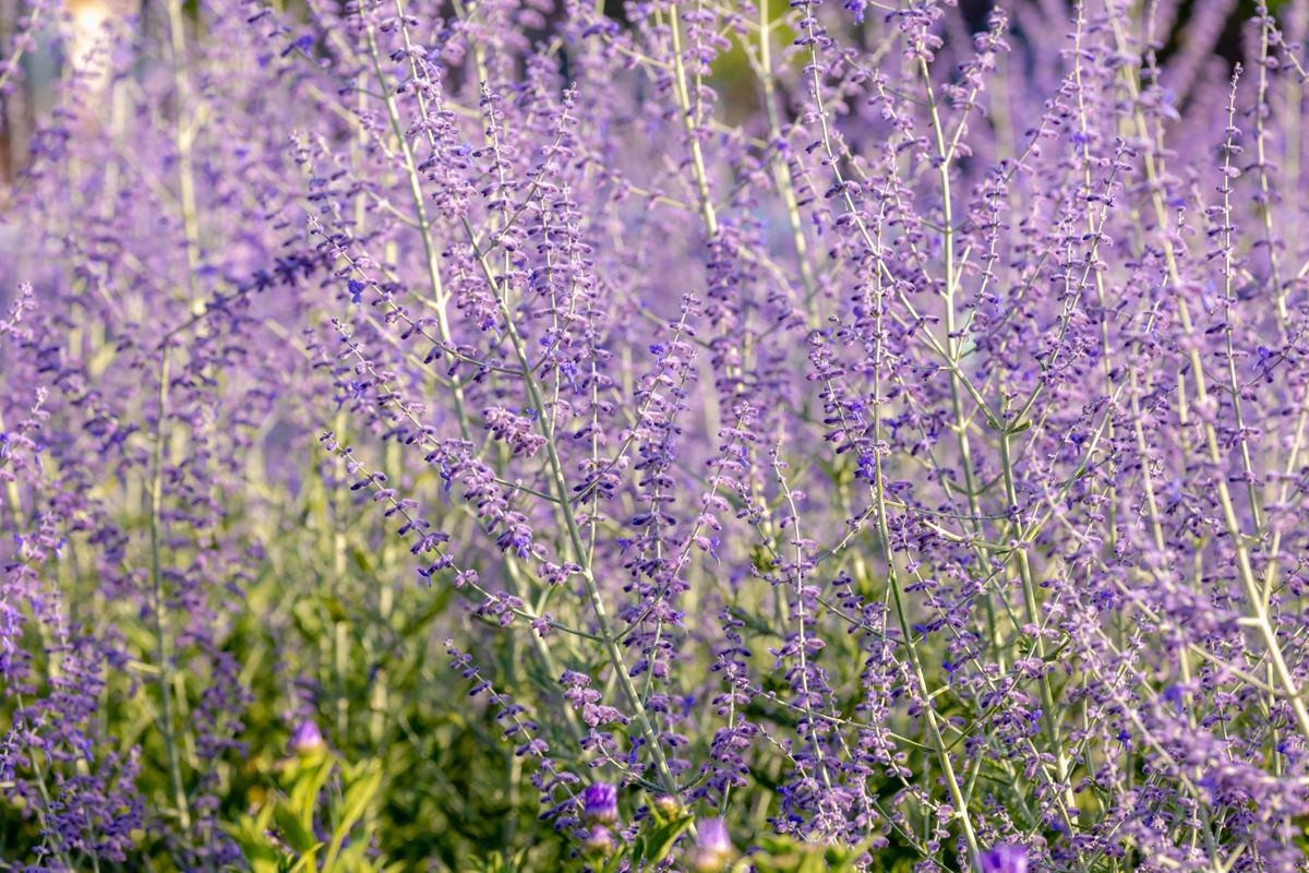 Russian Sage 2.jpeg