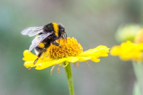 Bumblebee.jpeg