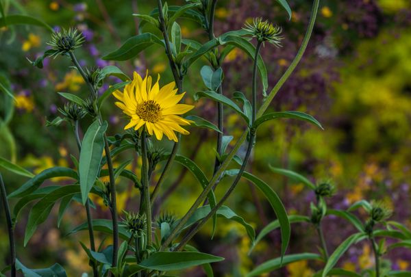 Maximilian Sunflower 1.jpeg