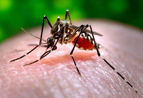 Yellow Fever mosquito.jpg