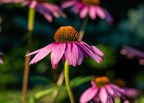 Purple Coneflower 2.jpeg