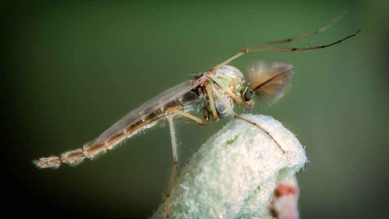 Midge.jpeg