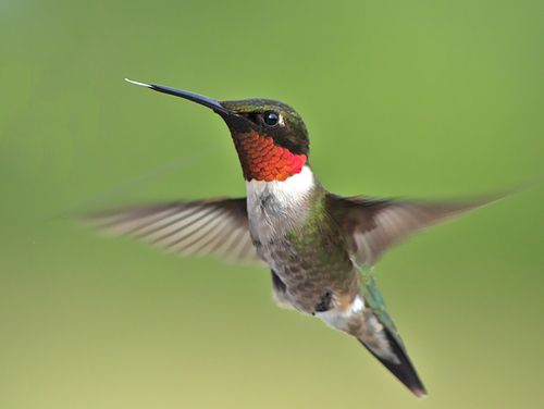 Hummingbird.jpg