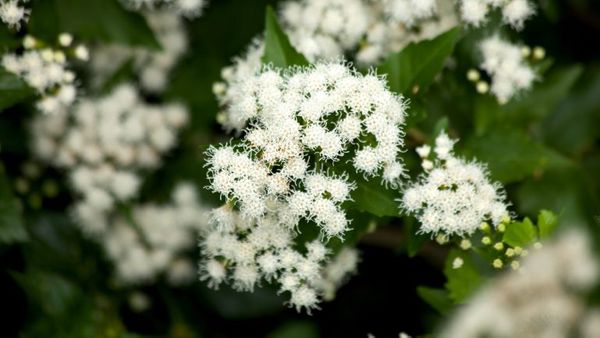 WhiteMistflower.jpg
