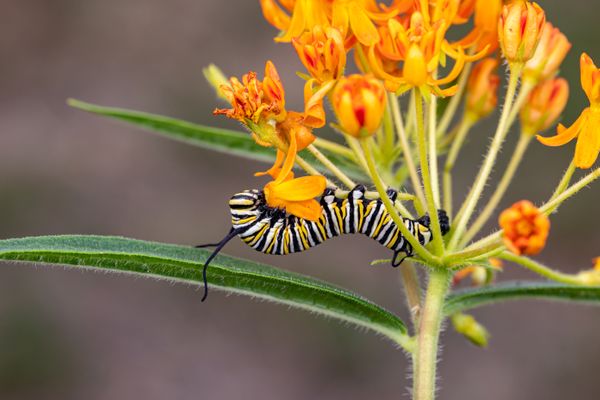 Butterflyweed 2.jpeg