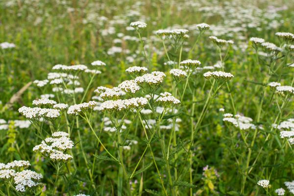 White Yarrow 1.jpeg