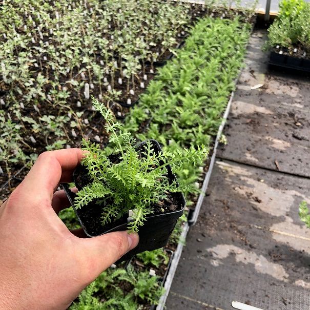 Yarrow White 4inch.jpg