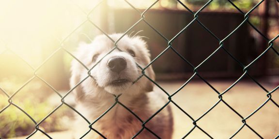 dog behind chain link