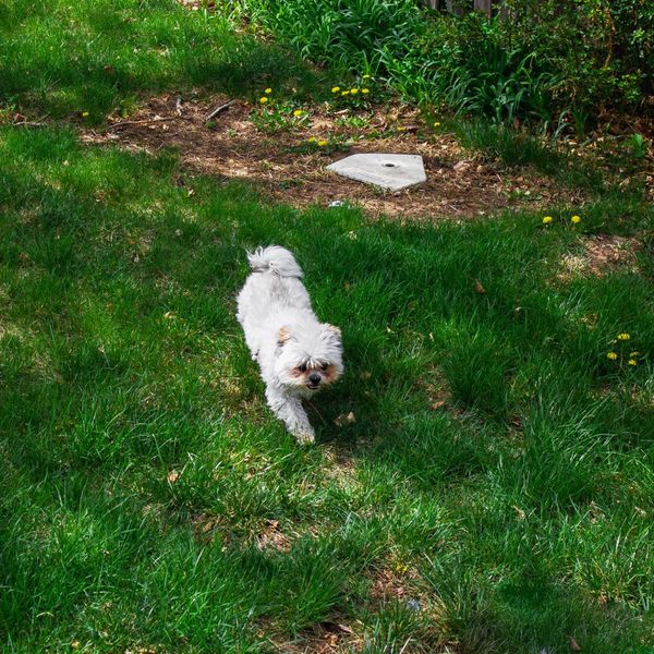 Pet in a yard.