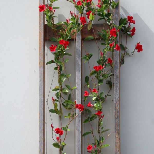 Trellis fence.