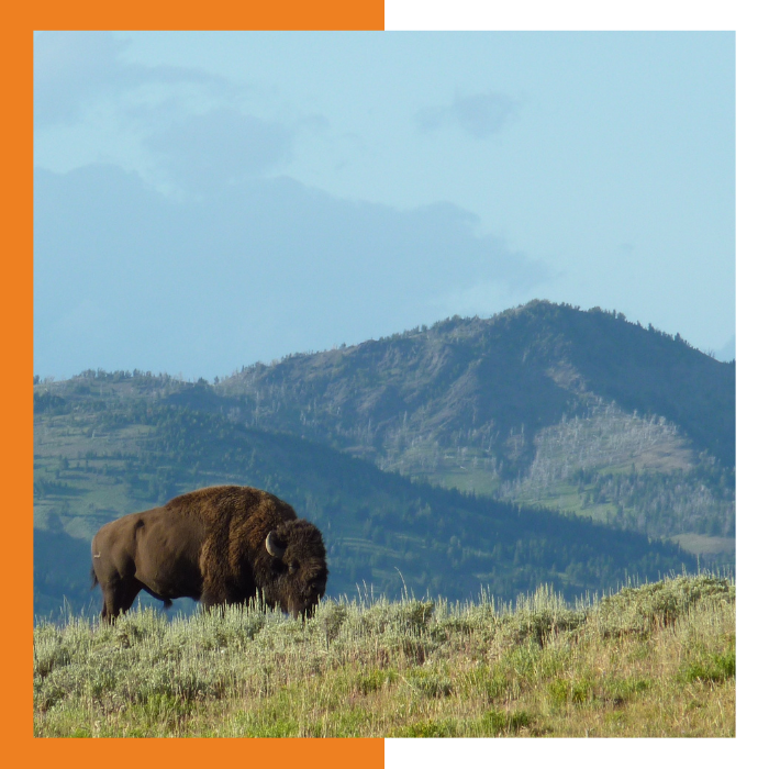 Wyoming buffalo.