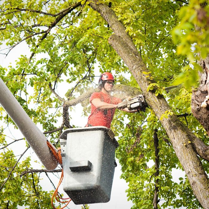 Professional cutting down a tree.