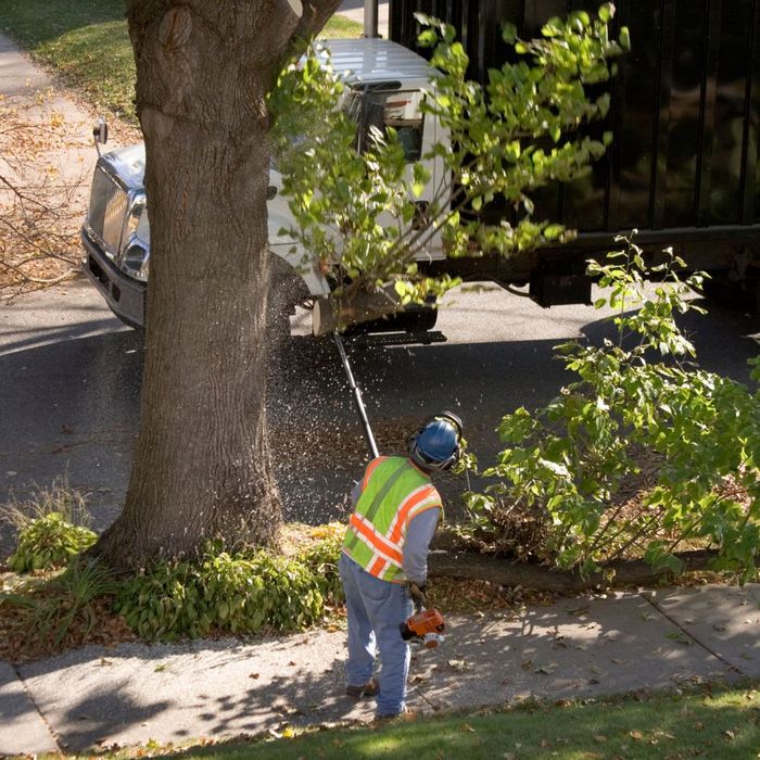 professional tree trimming