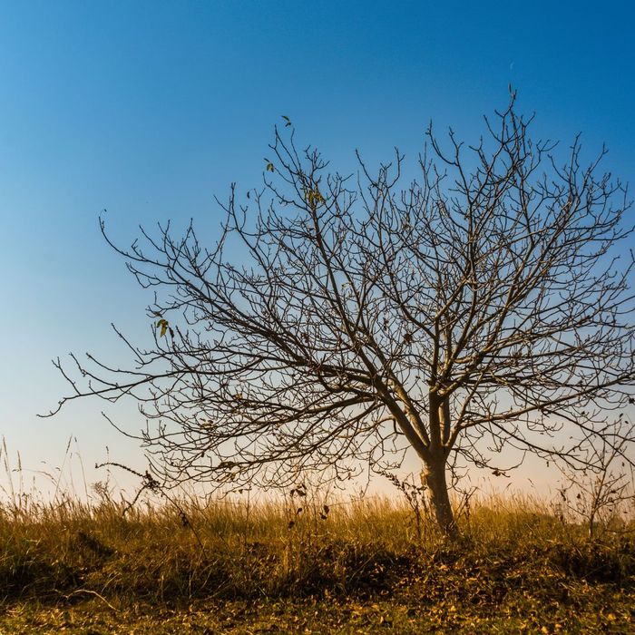 What Is The Best Time Of Year To Remove A Tree 1080x1080-image3.jpg