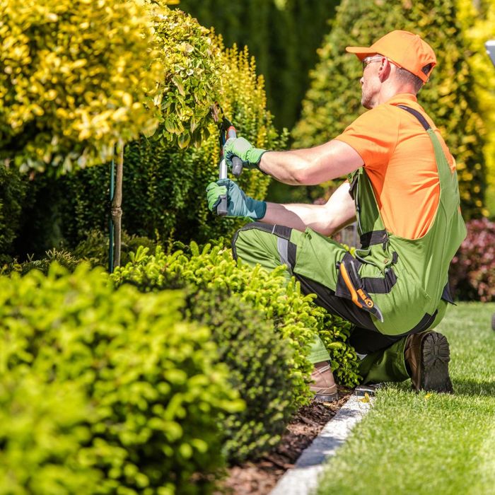 trimming trees