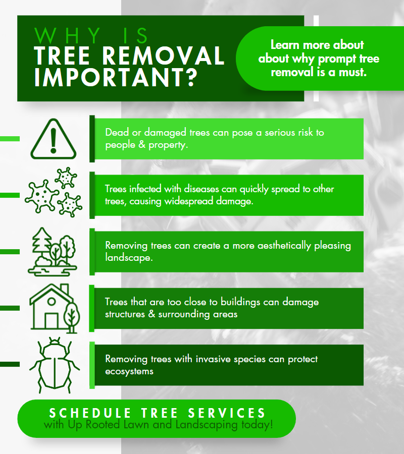 Why Is Tree Removal Important - Infographic.png