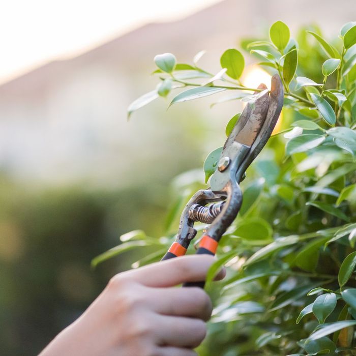 tree trimming